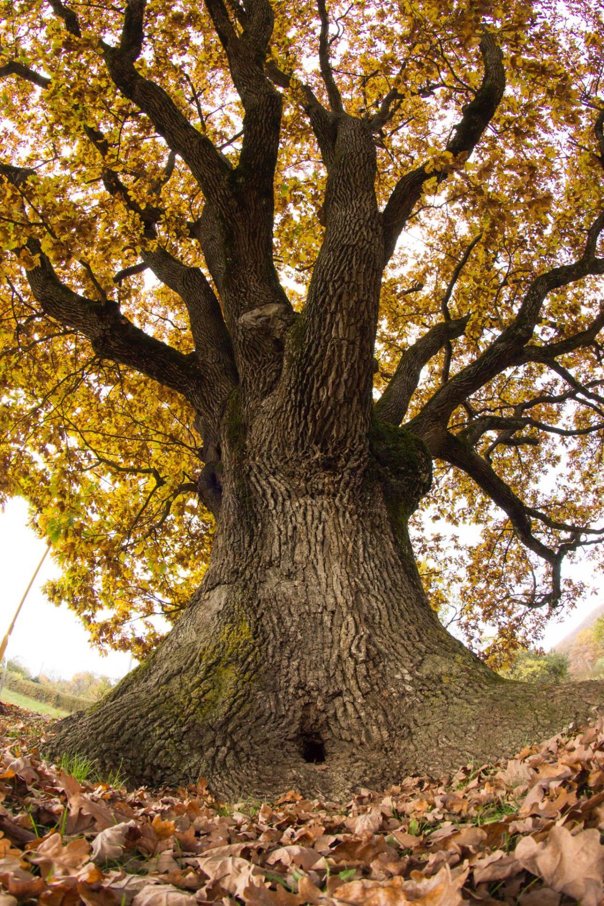 Galleria foto 'Italia in prima fila nel concorso albero dell’anno' - foto 2