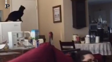 Gatto prende male la mira e cade a terra | video