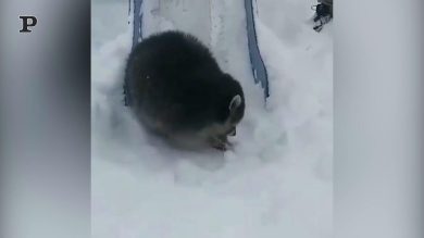 Procione al parco giochi si diverte con la neve | video