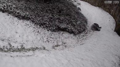 New York, panda gigante gioca con la neve per la prima volta | video