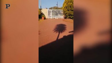 Un pappagallo da guardia | video