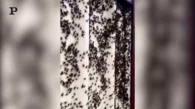 Alluvione in Australia, ragni fuggono verso i centri abitati | video
