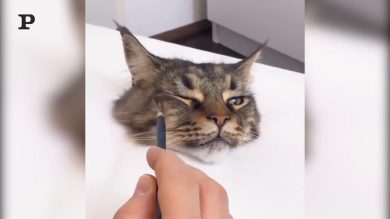 Se il pittore fa il ritratto del gatto | Video