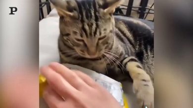 Via dalle mie patatine! Gatto avaro non cede la merenda alla sua padrona | video