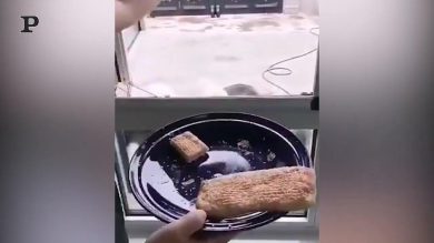 Mensa a prova di cane: fila ordinata per ricevere la pappa | video