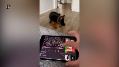 Cane fan di Bocelli canta “Con te partirò” | video