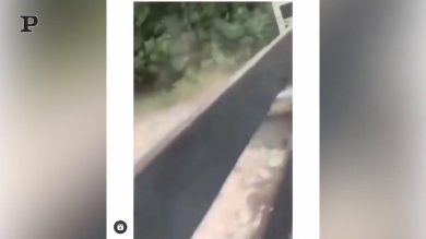 Cavallo affamato sente il richiamo del cibo | video