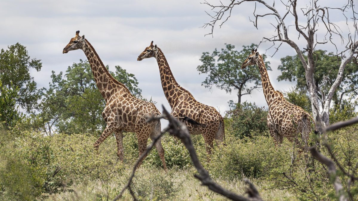 Galleria foto 'Un sito trasforma i visitatori in ranger per difendere gli animali dal bracconaggio' - foto 14