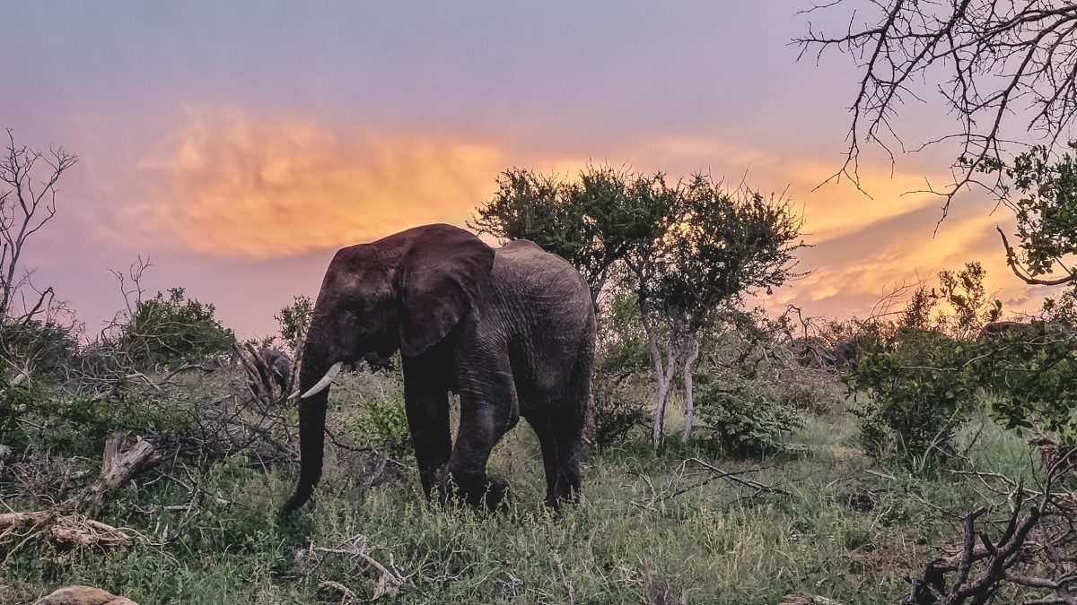 Galleria foto 'Un sito trasforma i visitatori in ranger per difendere gli animali dal bracconaggio' - foto 13