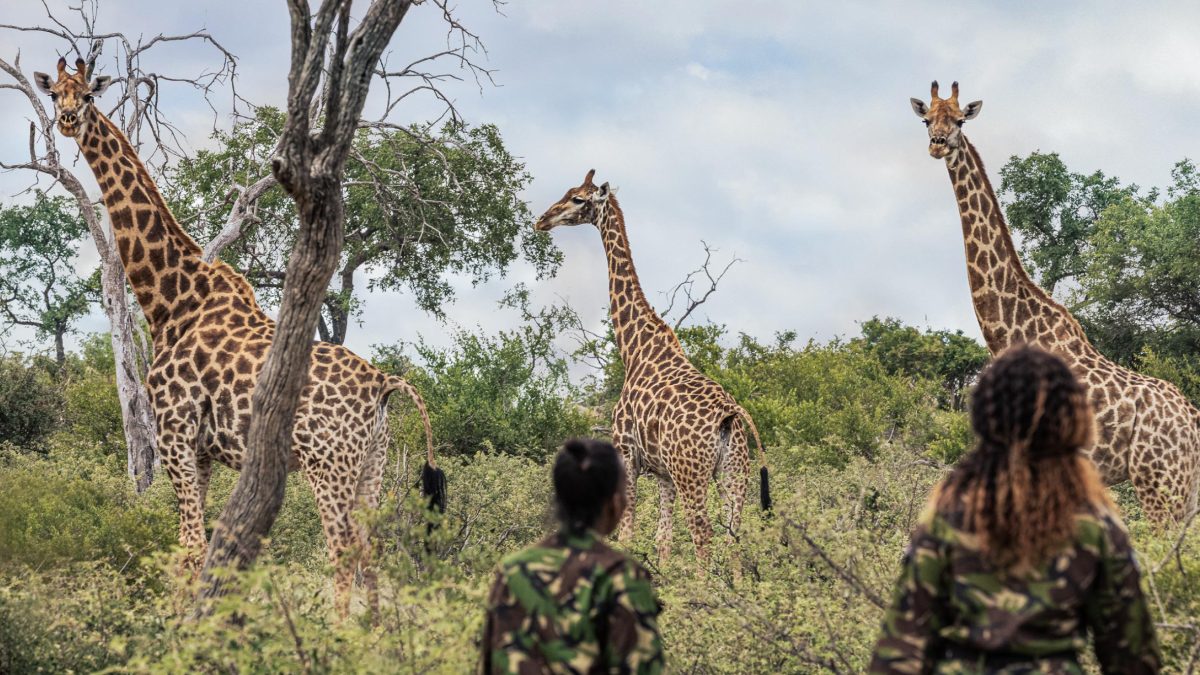 Galleria foto 'Un sito trasforma i visitatori in ranger per difendere gli animali dal bracconaggio' - foto 3
