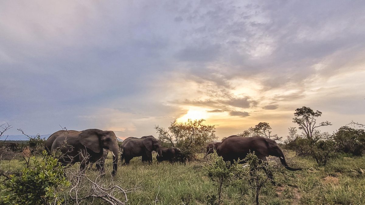 Galleria foto 'Un sito trasforma i visitatori in ranger per difendere gli animali dal bracconaggio' - foto 2