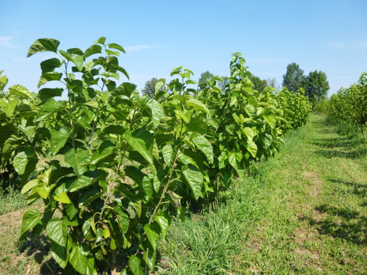 Galleria foto '«Torniamo a fare la seta italiana in Italia»' - foto 2