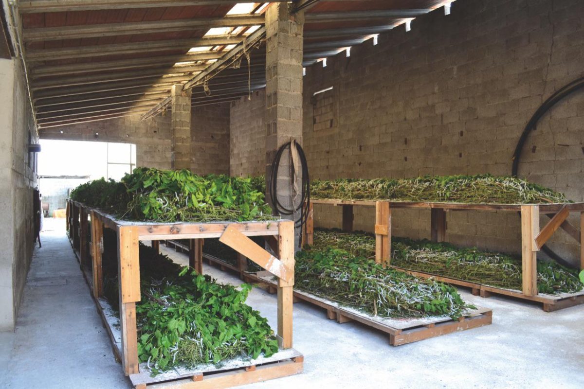 Galleria foto '«Torniamo a fare la seta italiana in Italia»' - foto 3