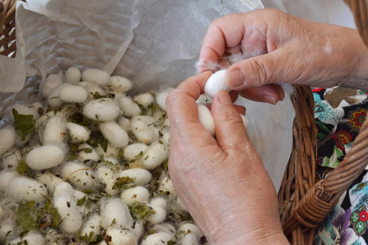 Galleria foto '«Torniamo a fare la seta italiana in Italia»' - foto 6