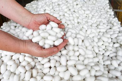 «Torniamo a fare la seta italiana in Italia»