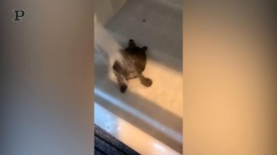 Tartaruga si gode il bagnetto e balla a ritmo di musica | video