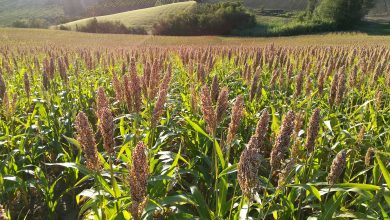 Perché la buona agricoltura salverà il pianeta