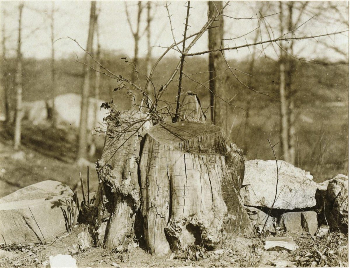 Galleria foto 'Donne artiste della mimetizzazione nella Grande Guerra' - foto 15