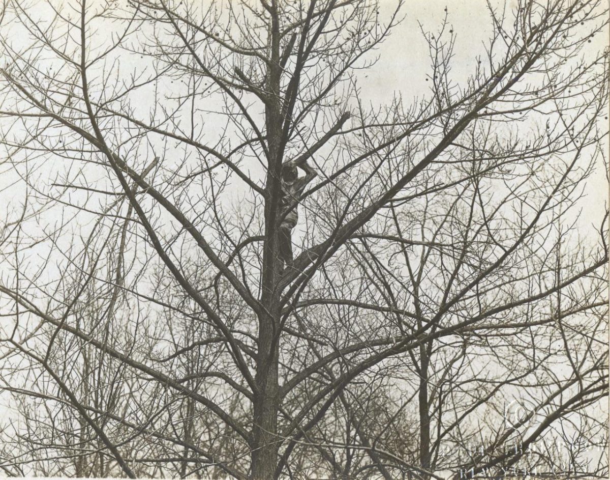 Galleria foto 'Donne artiste della mimetizzazione nella Grande Guerra' - foto 2