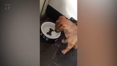 Un cane tenta di addentare un osso, ma è solo un disegno | video