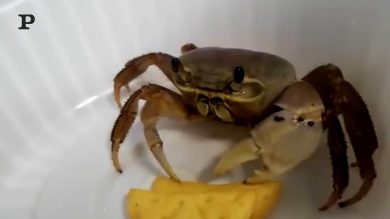 Granchio affamato mangia le patatine | video