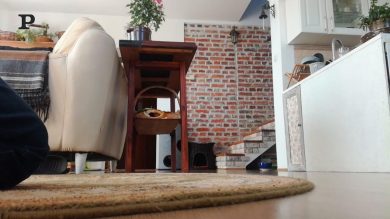 Un gatto da riporto | video