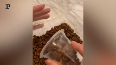 Con il cibo del cane non si scherza | video