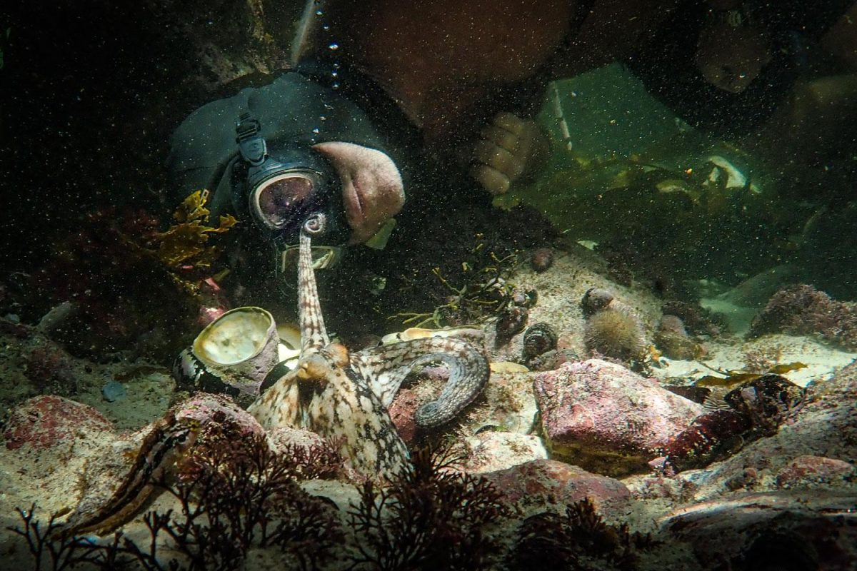 Galleria foto 'Film candidati agli Oscar 2021: dove vederli in streaming' - foto 6