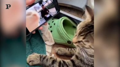 Gatto muove la testa a ritmo di musica | video
