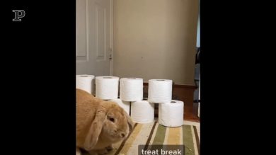 Coniglio improvvisa una corsa ad ostacoli | video