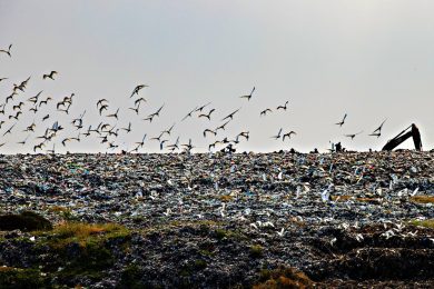 L’inganno ecologico