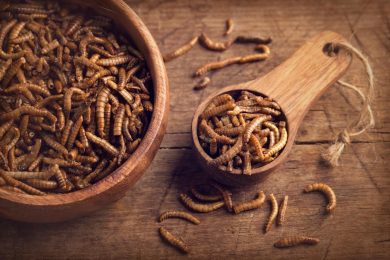 L’Europa apre agli insetti in agricoltura (fino alla nostra tavola)
