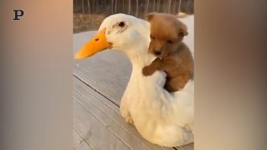 Tenero cagnolino abbraccia un’oca | video