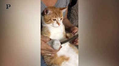 Gatto guarda i cartoni animati con la sua padrona | video