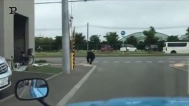 Giappone, orso bruno vaga libero in città: l’animale è stato ucciso | video