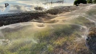 Invasione di ragni in Australia: chilometri di ragnatele ricoprono i campi | video