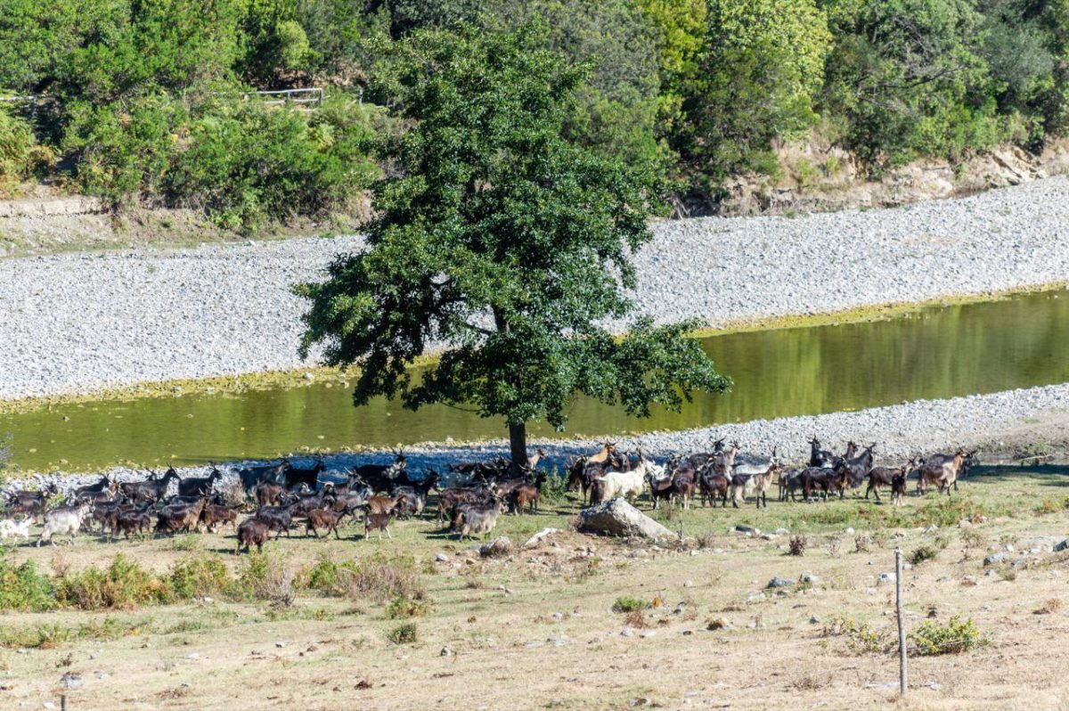 Galleria foto '«I segreti del metodo Cilento, che fa campare 100 anni»' - foto 3