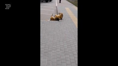 Cane sportivo si tiene in forma, facendo gli esercizi | video