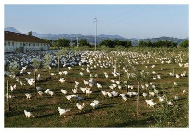 Non solo profitto ma anche pianeta e benessere delle persone e degli animali. La visione di Fileni