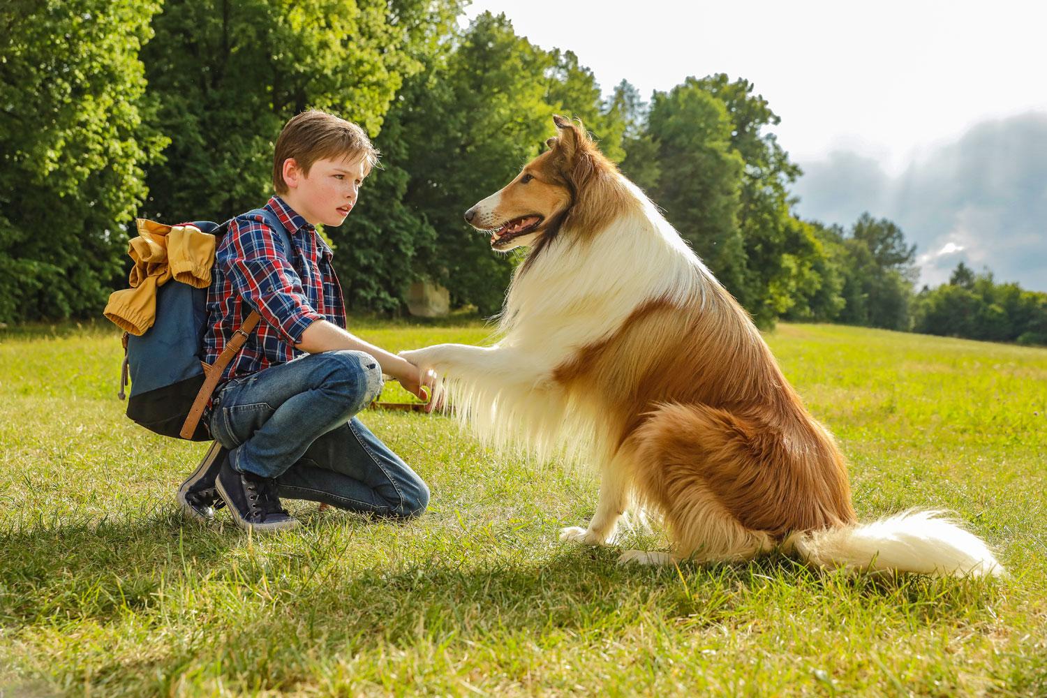 Lassie torna a casa, il collie più famoso chiama al cinema le famiglie – Video