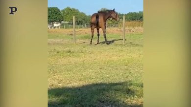 Cavallo fa twerking sui fili di un recinto | video