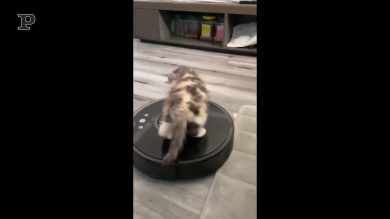 Gatto curioso alle prese con un aspirapolvere | video