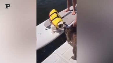 Il salto ​del cane che sbaglia le misure e finisce male | video