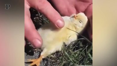 Il tenero pulcino si addormenta mentre lo accarezzano | Video
