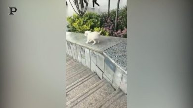 Cane ingegnoso crea uno scivolo divertentissimo | video