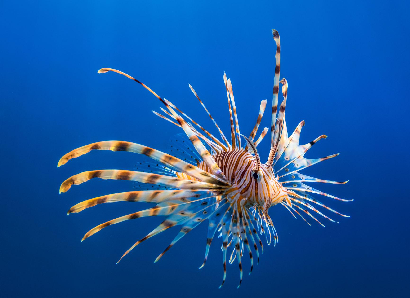 Quegli alieni nel Mediterraneo