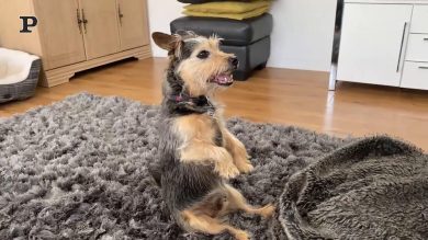 Cane composto guarda la tv seduto | video