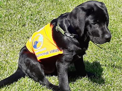 Covid, ecco come infettiamo i nostri cani e gatti