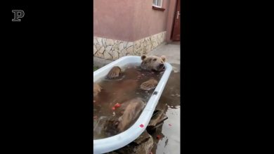 Orso bruno si gode il momento del bagnetto | video