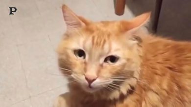 Gatto chiacchierone dialoga con il suo padrone | video
